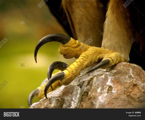 Eagle Claw.